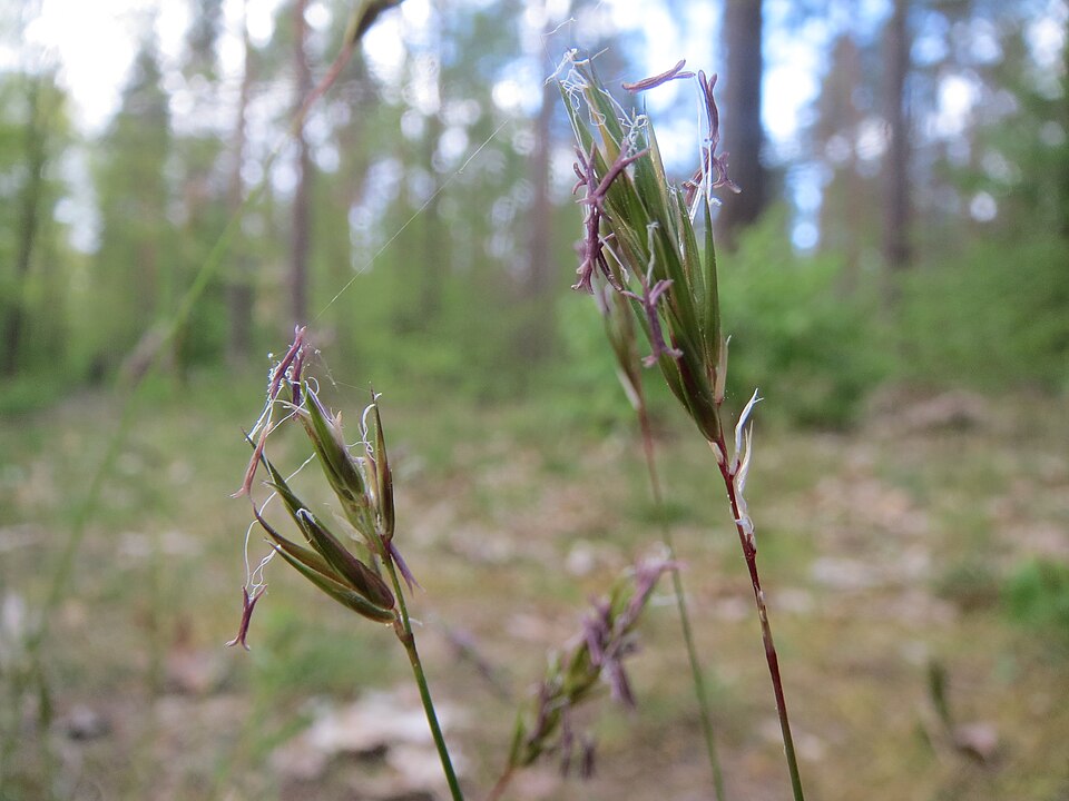 Anthoxanthum odoratum (sweet vernal grass)
