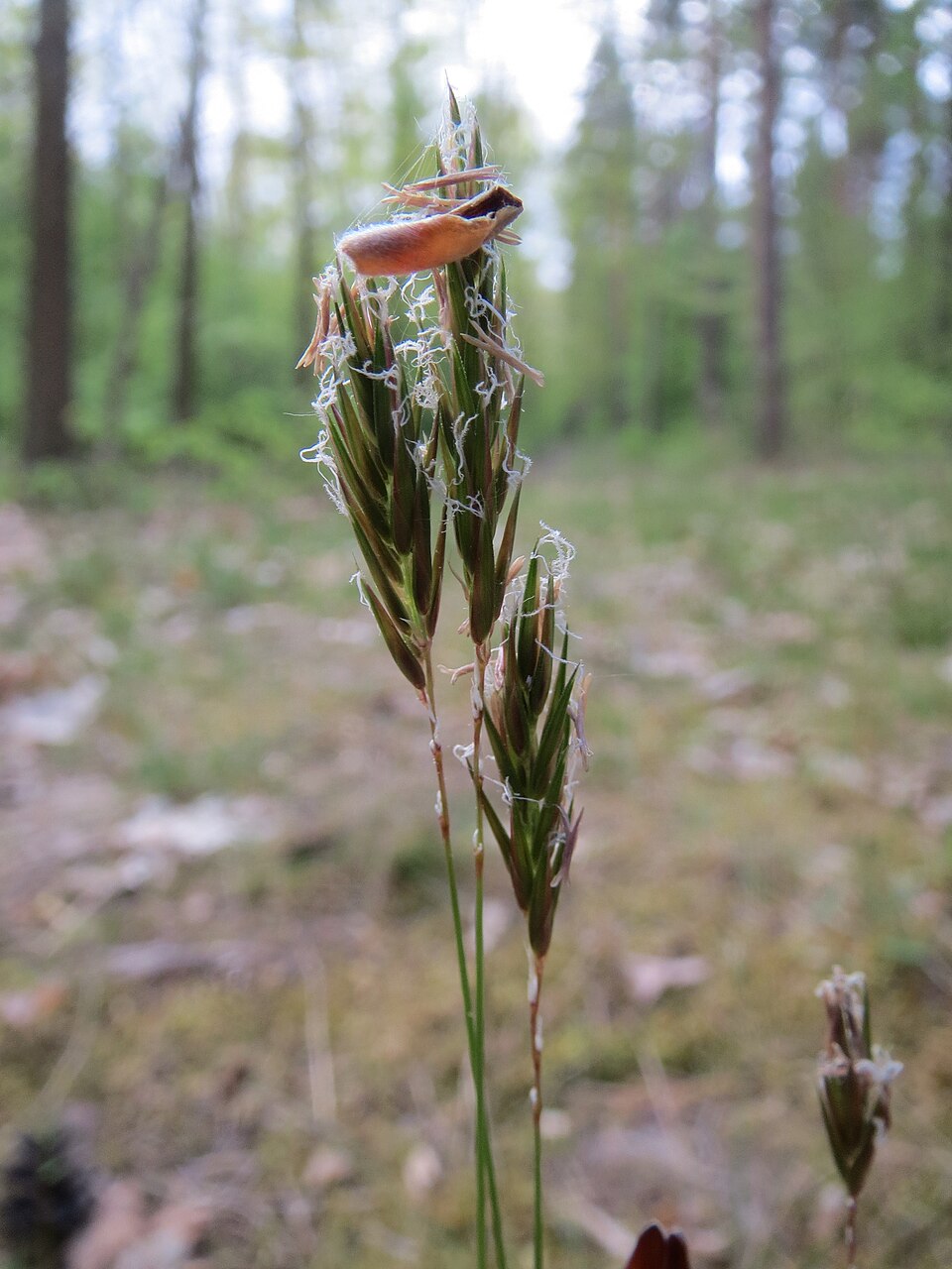 Anthoxanthum odoratum (sweet vernal grass)