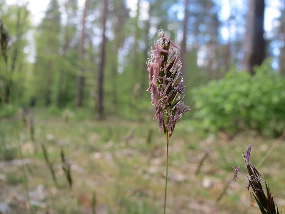 Anthoxanthum odoratum (sweet vernal grass)