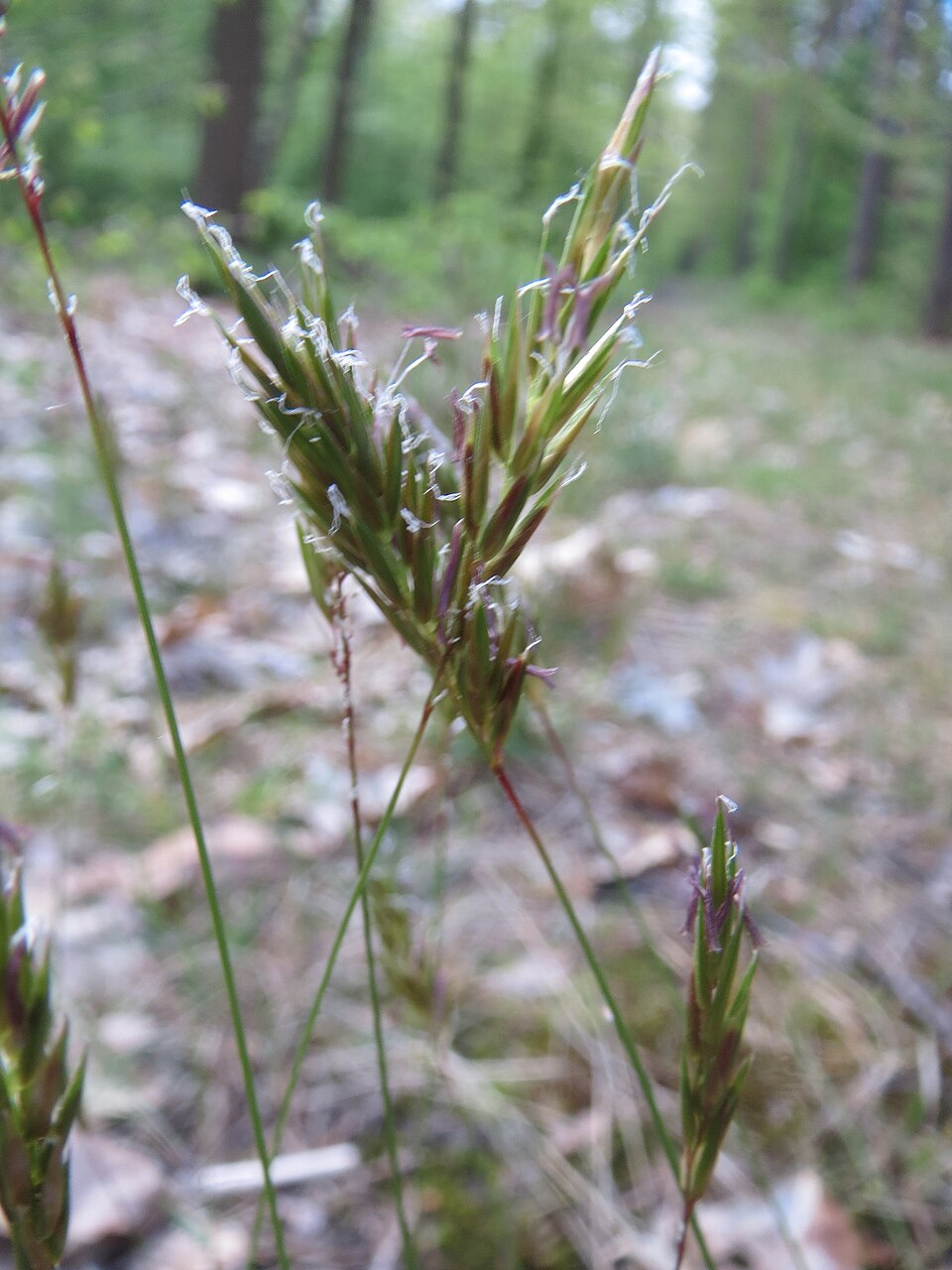 Anthoxanthum odoratum (sweet vernal grass)