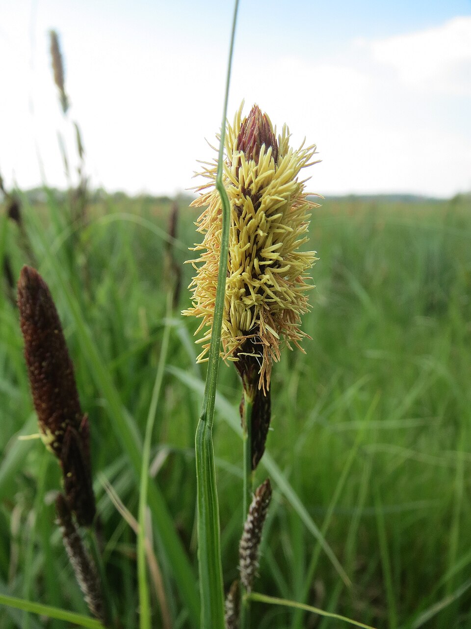 Carex acutiformis (lesser pond sedge)