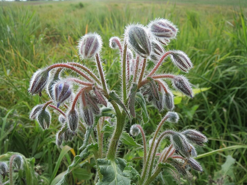 Borago officinalis (borage)