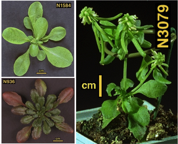 Arabidopsis