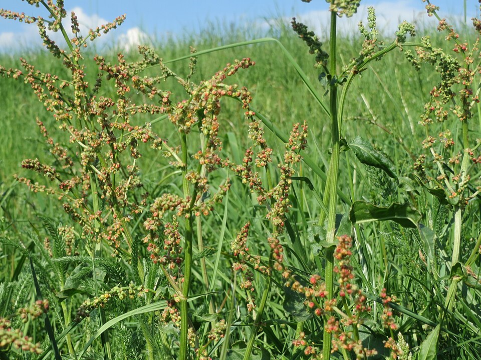 Rumex acetosa (Sorrel) (alternate view 7)