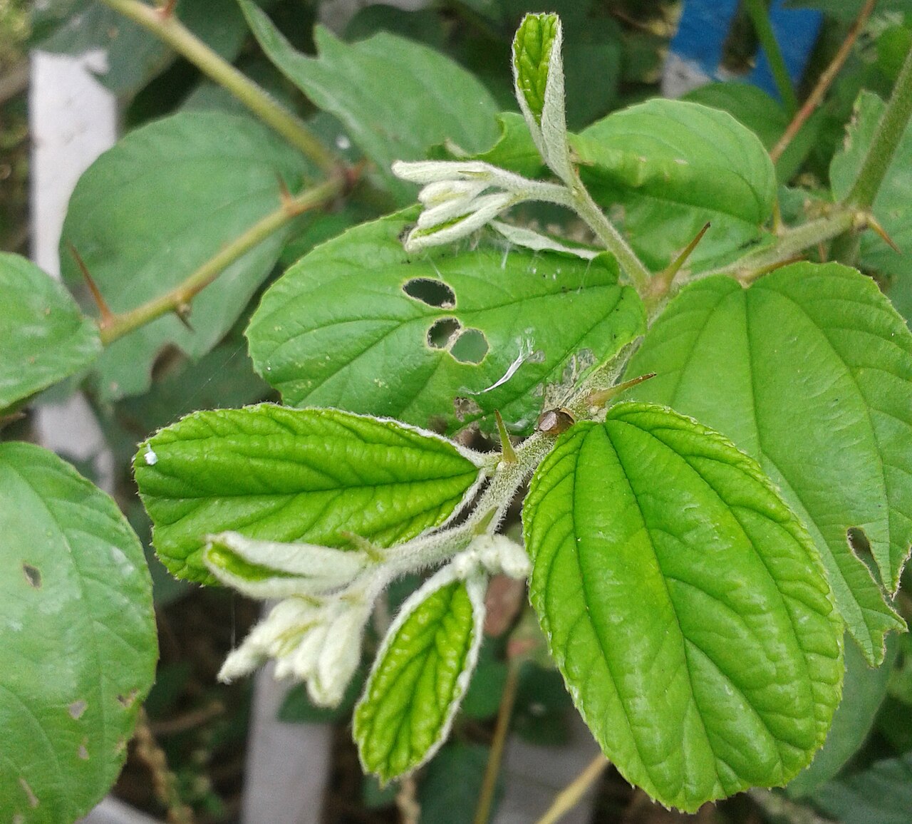 Ziziphus jujuba, Chinese jujube — upright deciduous (Rhamnaceae) (image 9 of 9)