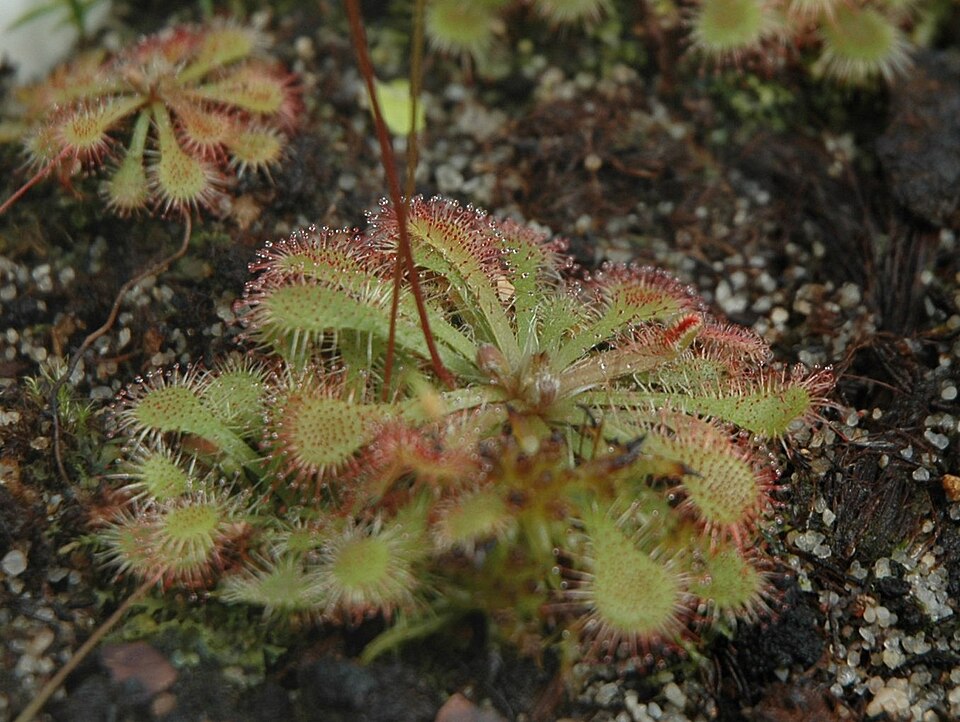 Drosera spatulata (Rosy Sundew)