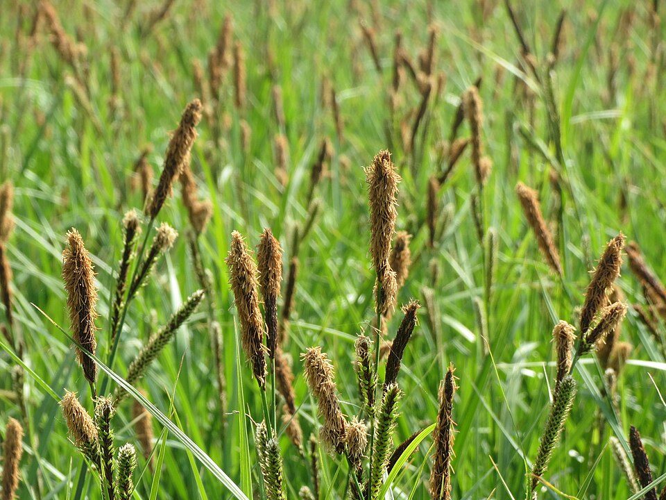Carex acutiformis (lesser pond sedge)