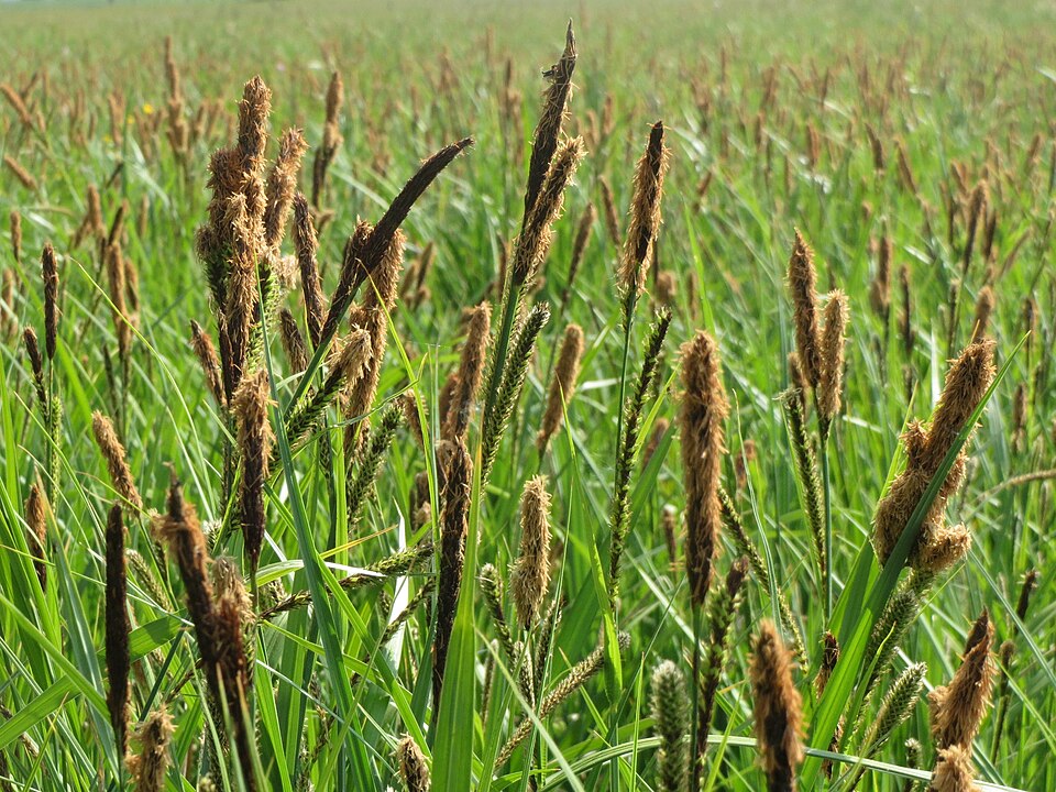 Carex acutiformis (lesser pond sedge)