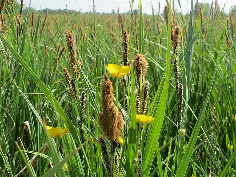 Ranunculus lingua (Greater Spearwort)
