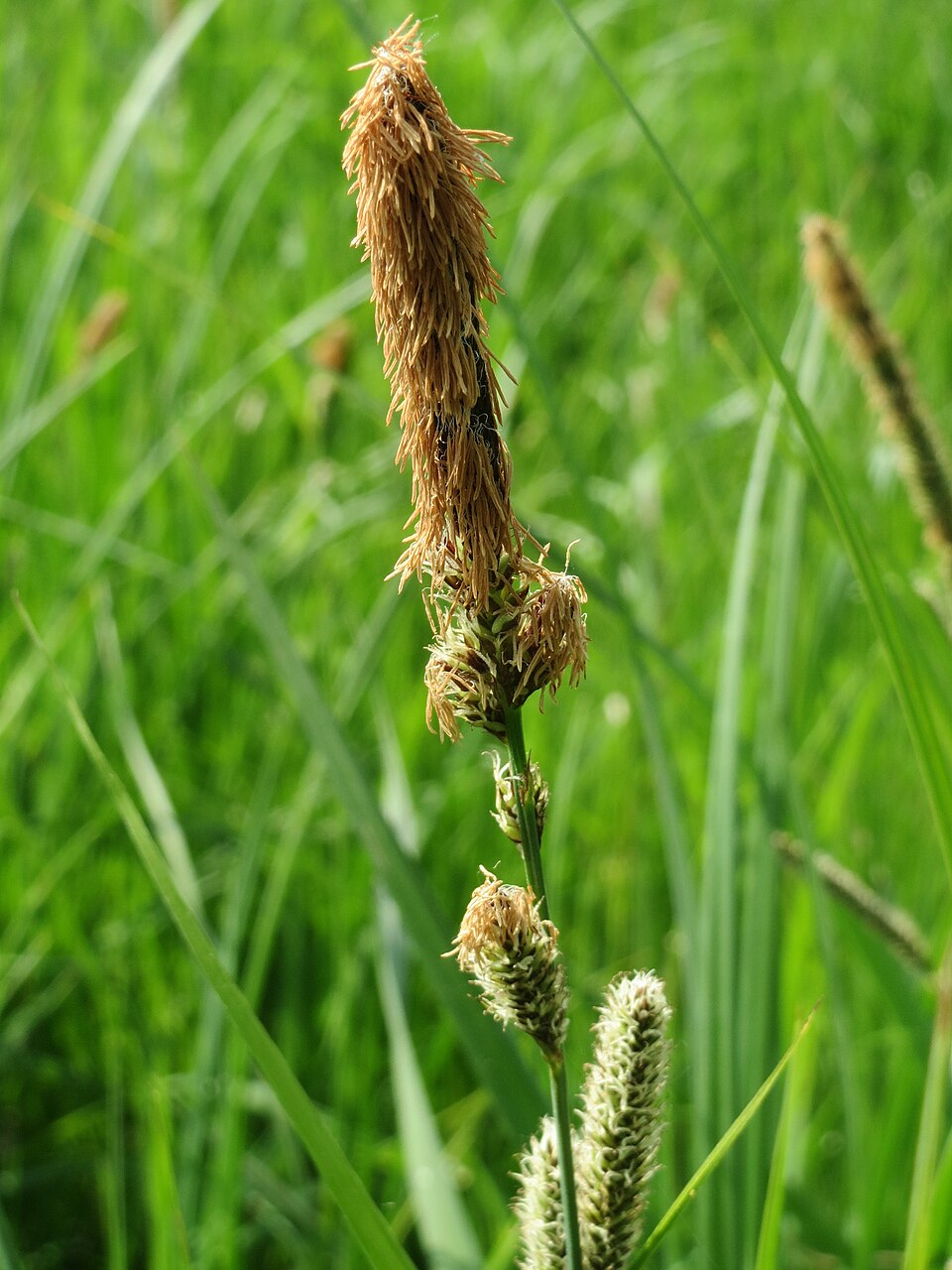 Carex acutiformis (lesser pond sedge)