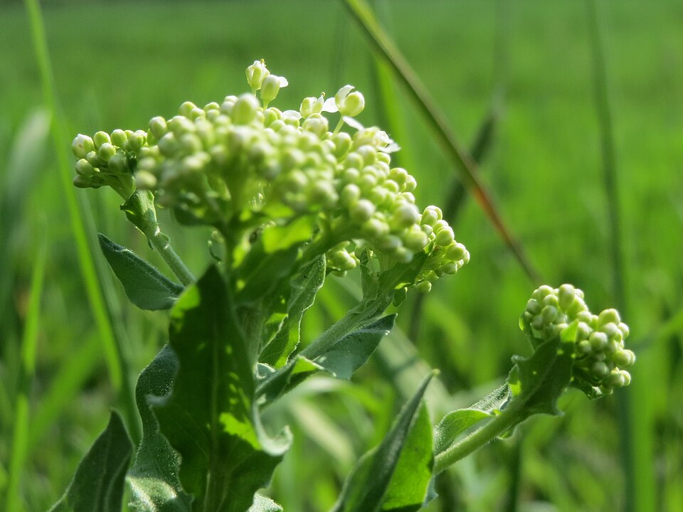 Lepidium draba (Heart-podded Hoary Cress)