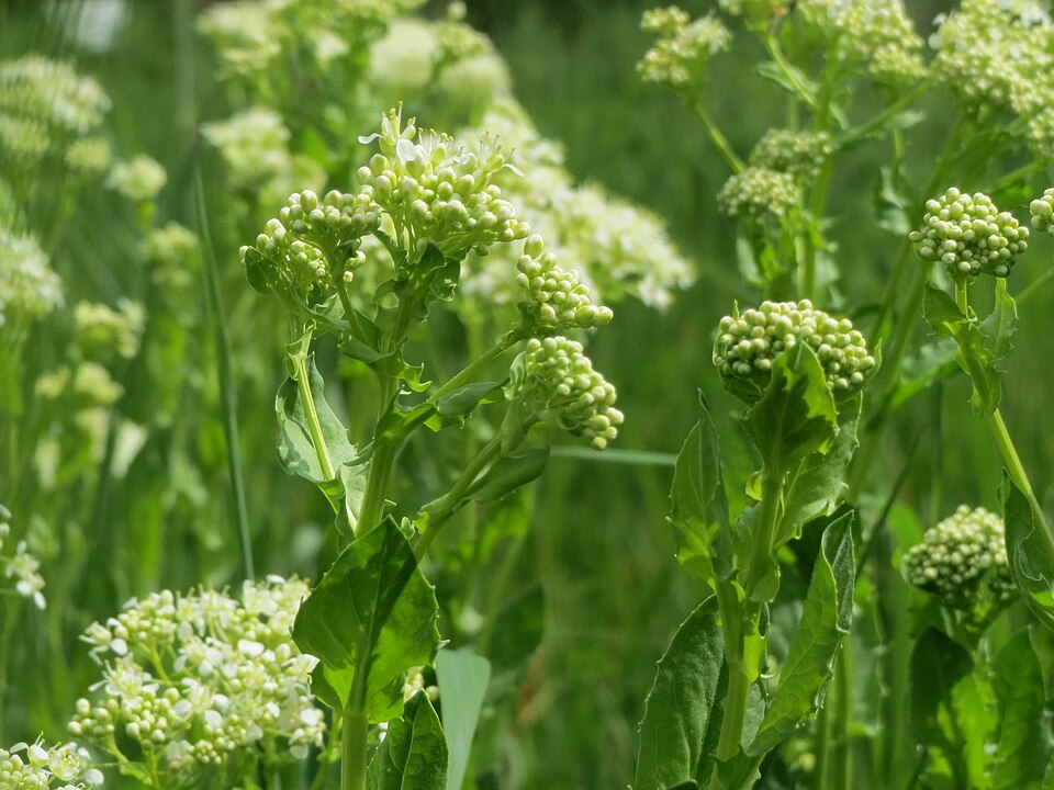 Lepidium draba (Heart-podded Hoary Cress)