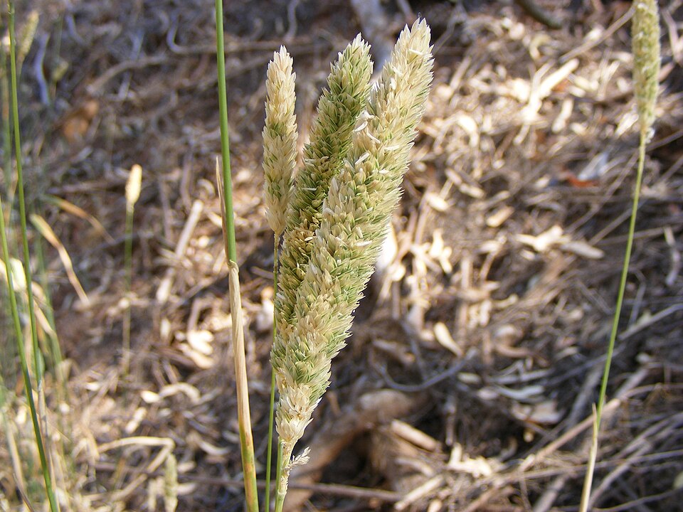 Phalaris aquatica (harding grass) (alternate view 6)