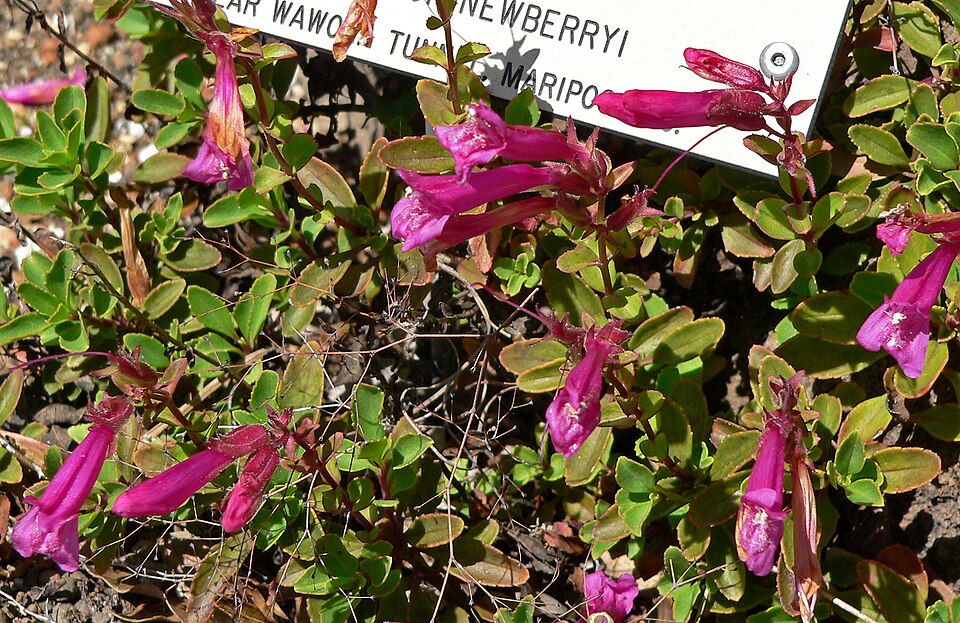 Penstemon newberryi (Mountain Pride) (alternate view 6)
