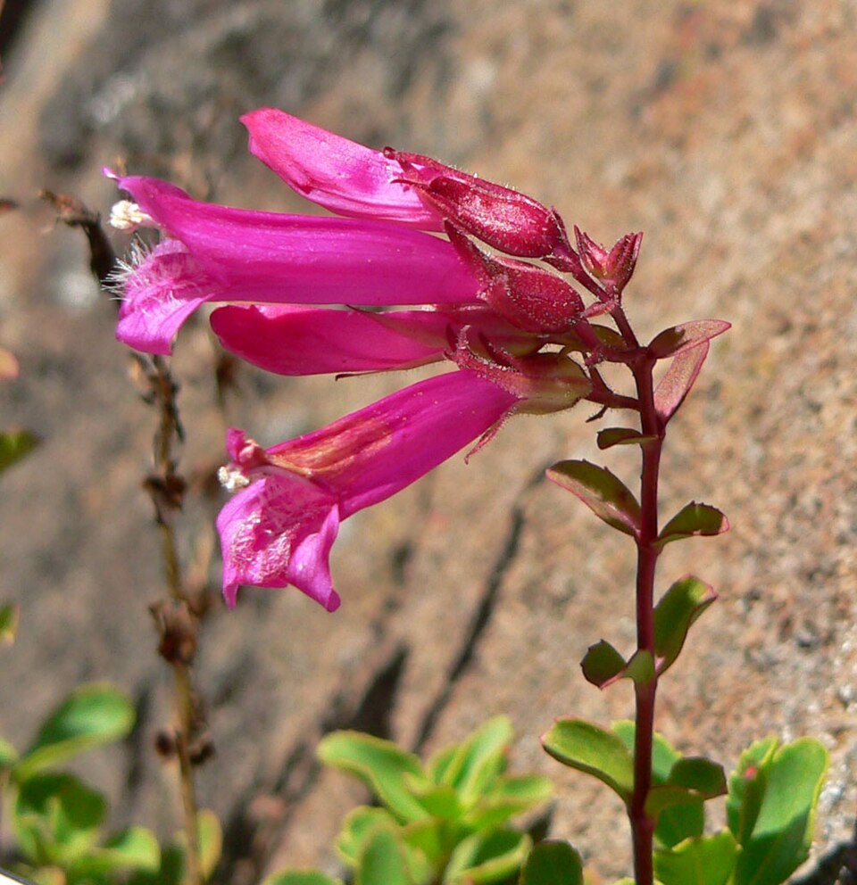 Penstemon newberryi (Mountain Pride) (alternate view 7)