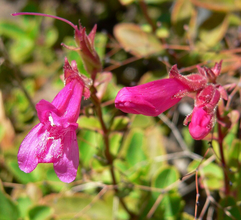 Penstemon newberryi (Mountain Pride) (alternate view 8)
