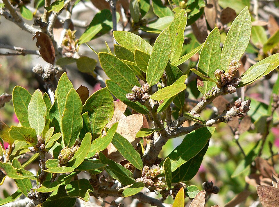 Quercus vacciniifolia (Huckleberry Oak) (alternate view 6)