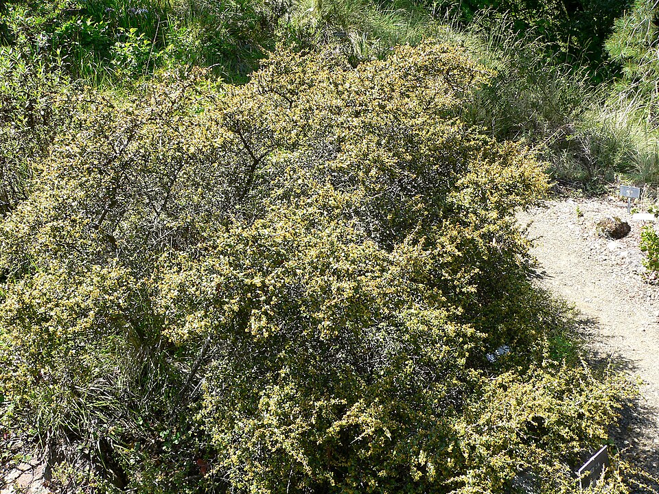 Rhamnus crocea (Redberry Buckthorn)