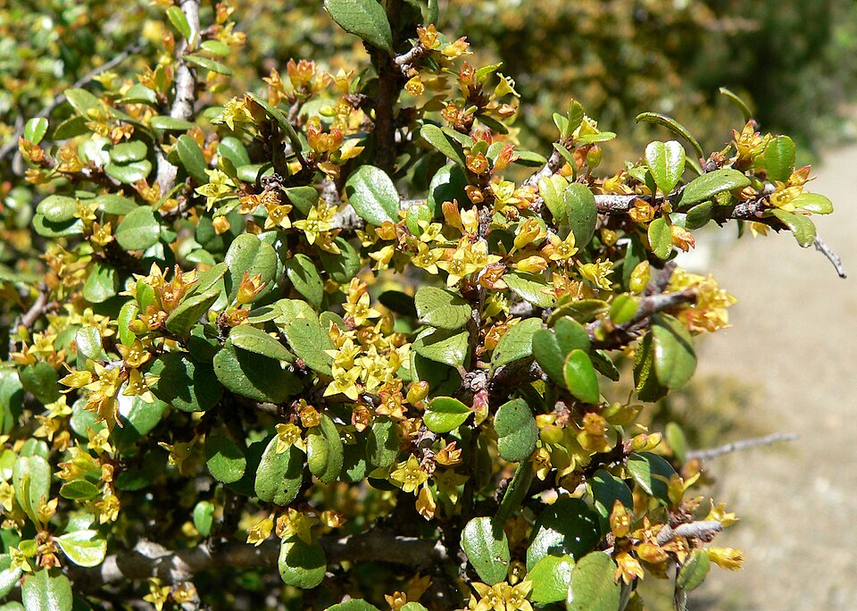 Rhamnus crocea (Redberry Buckthorn) (alternate view 2)