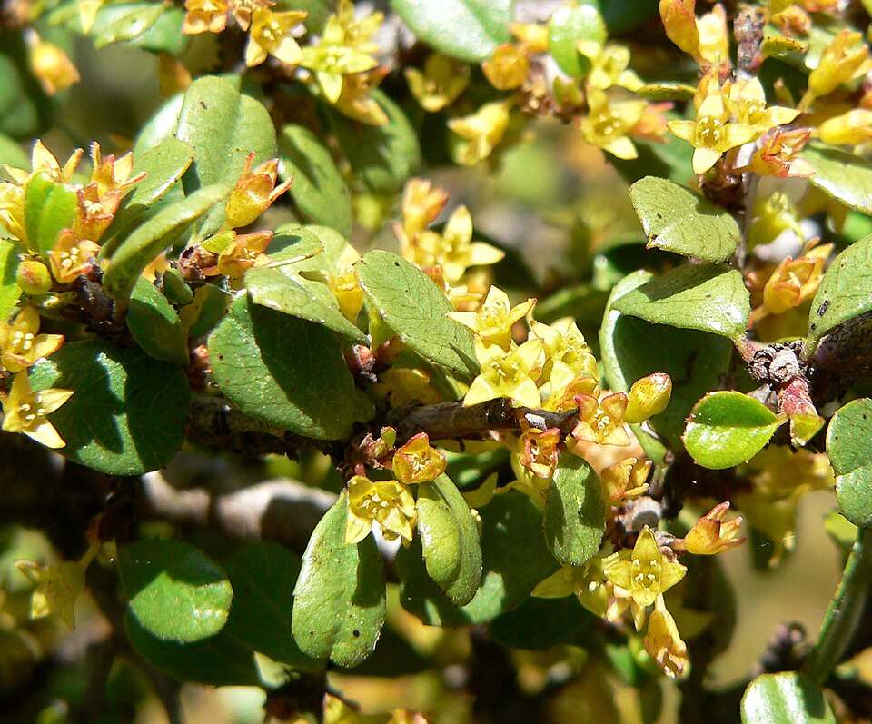 Rhamnus crocea (Redberry Buckthorn) (alternate view 3)