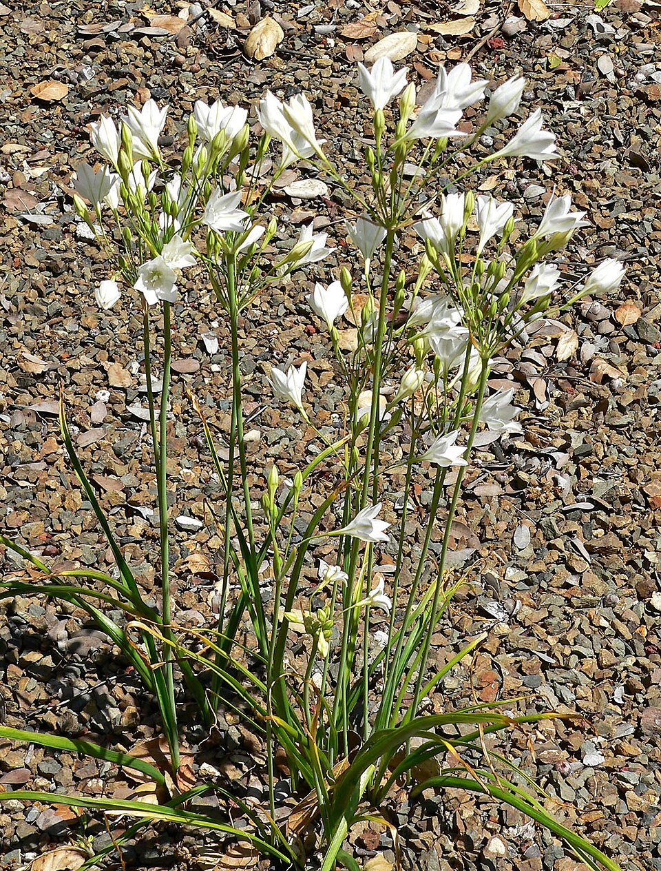 Triteleia laxa (Ithuriel's Spear) (alternate view 3)