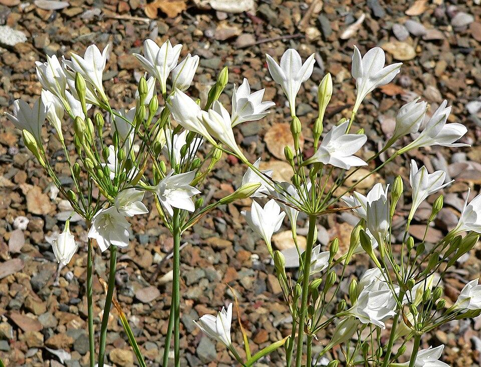 Triteleia laxa (Ithuriel's Spear) (alternate view 4)