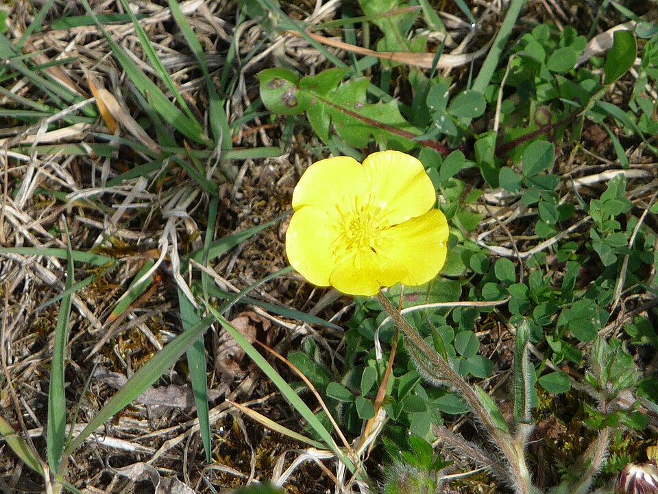 Ranunculus bulbosus (bulbous buttercup) (alternate view 10)