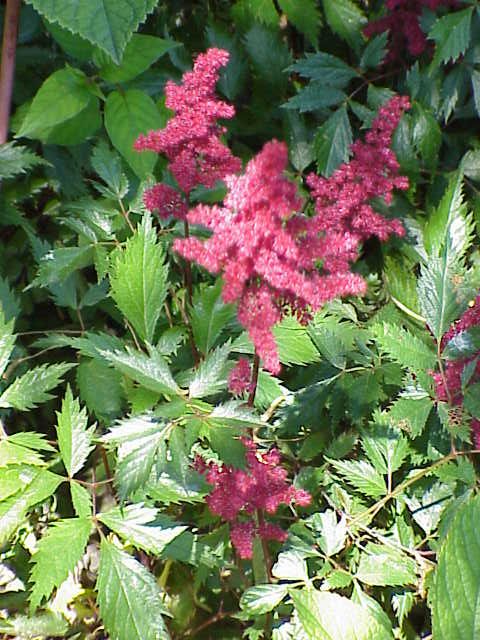 Astilbe × arendsii 'Fanal' (Fanal Astilbe)