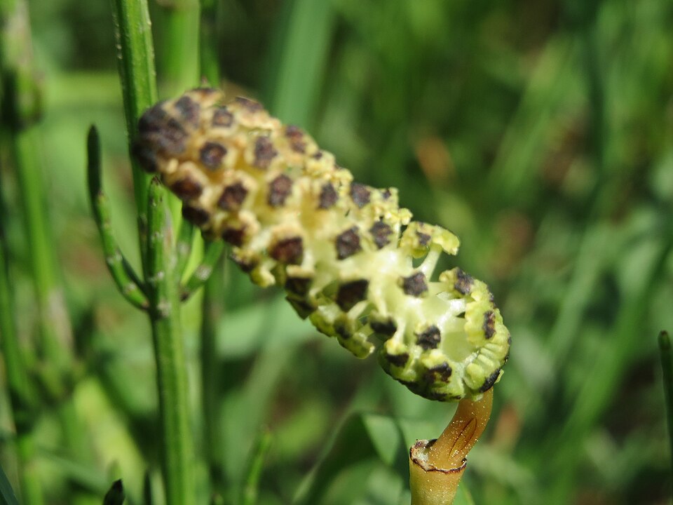 Equisetum palustre (marsh horsetail)