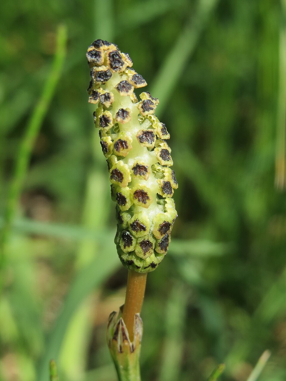 Equisetum palustre (marsh horsetail)