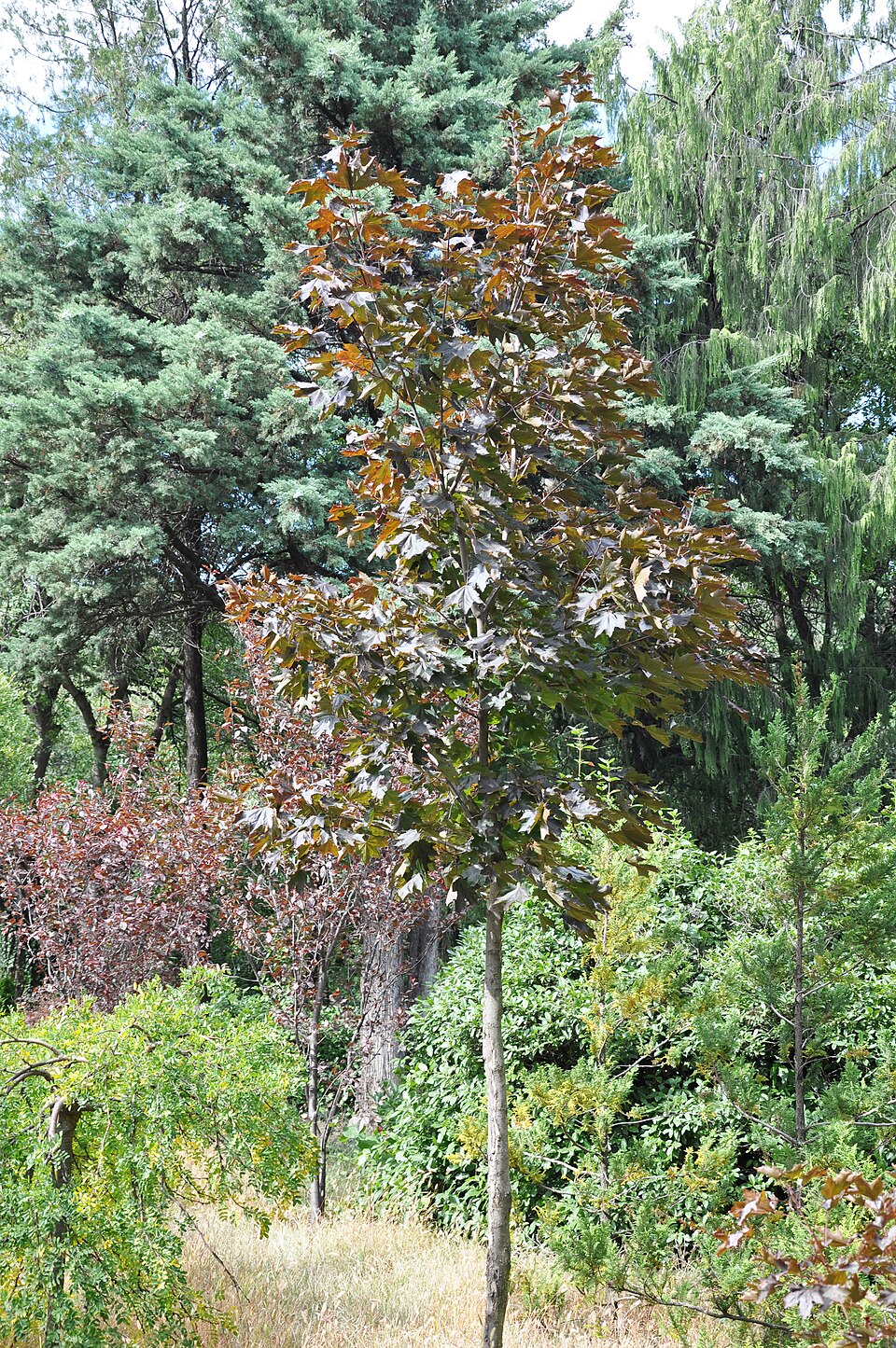 Acer platanoides 'Royal Red' (Royal Red Norway Maple Tree) (alternate view 2)