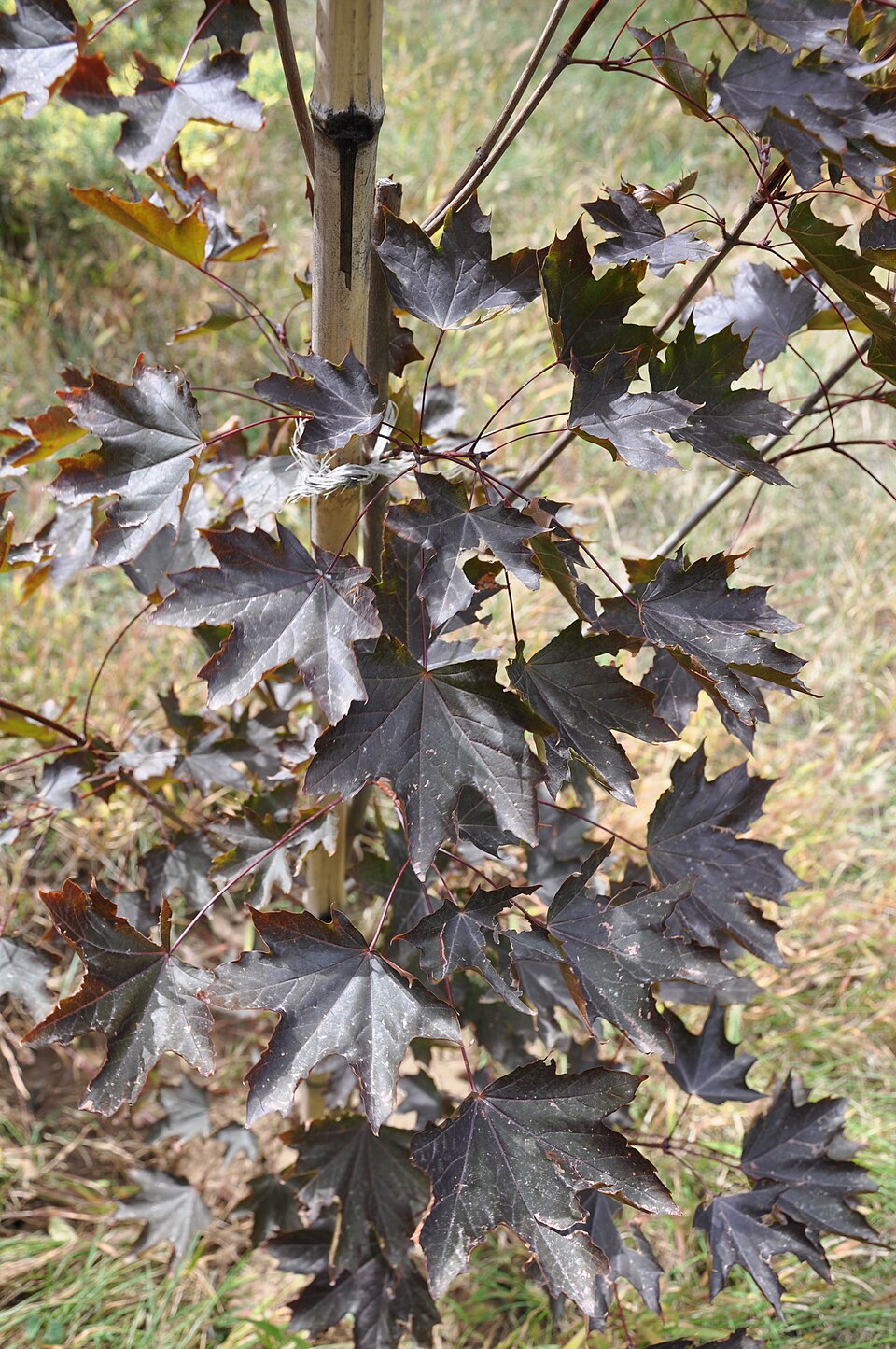 Acer platanoides 'Royal Red' (Royal Red Norway Maple Tree) (alternate view 3)