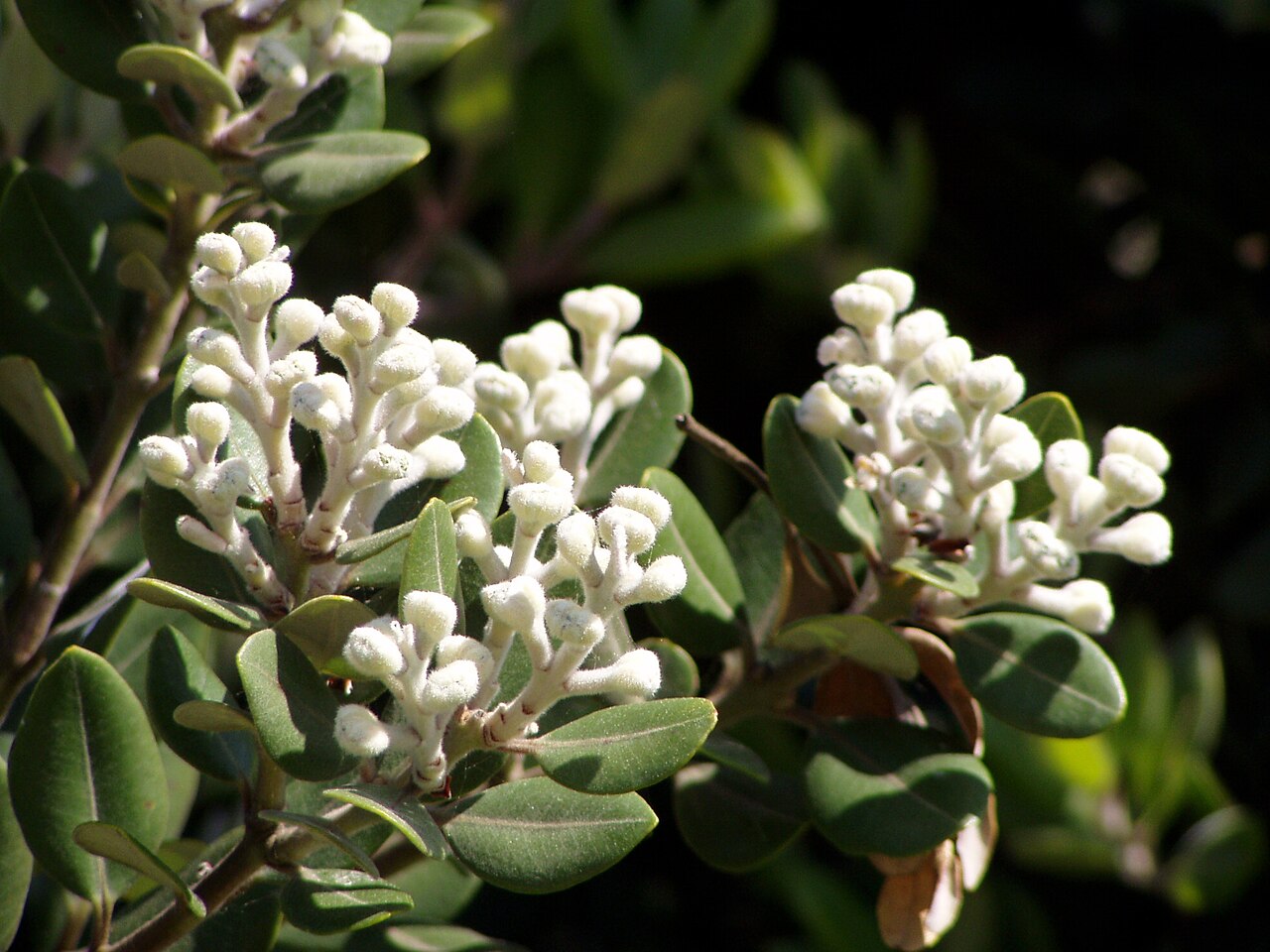 Metrosideros excelsa, Pohutukawa — spreading evergreen (Myrtaceae) (image 1 of 9)