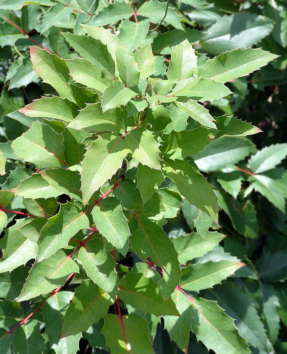 Berberis repens (creeping mahonia)