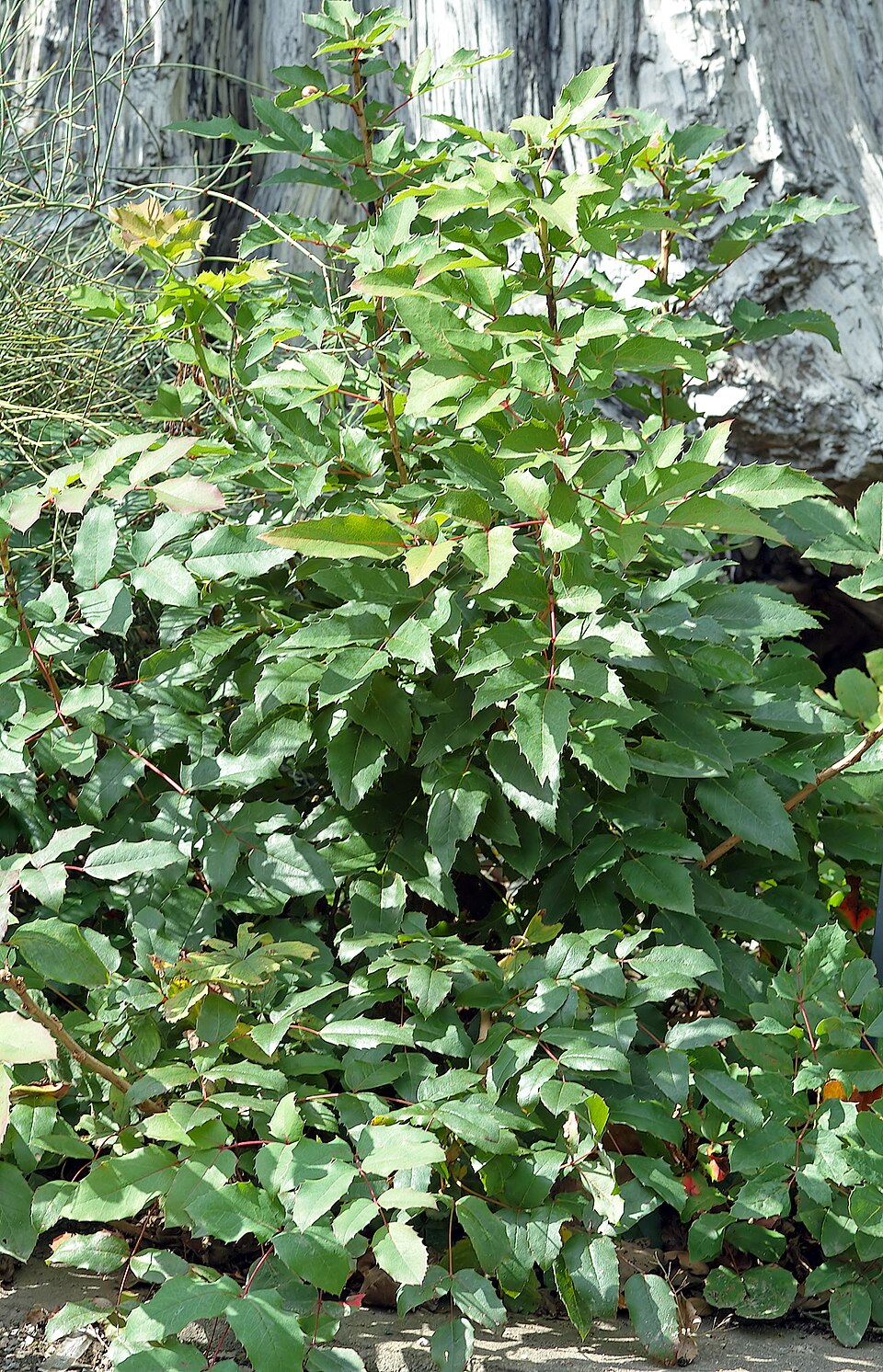 Berberis repens (creeping mahonia)