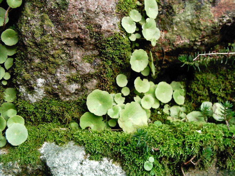 Umbilicus rupestris (Wall Pennywort)