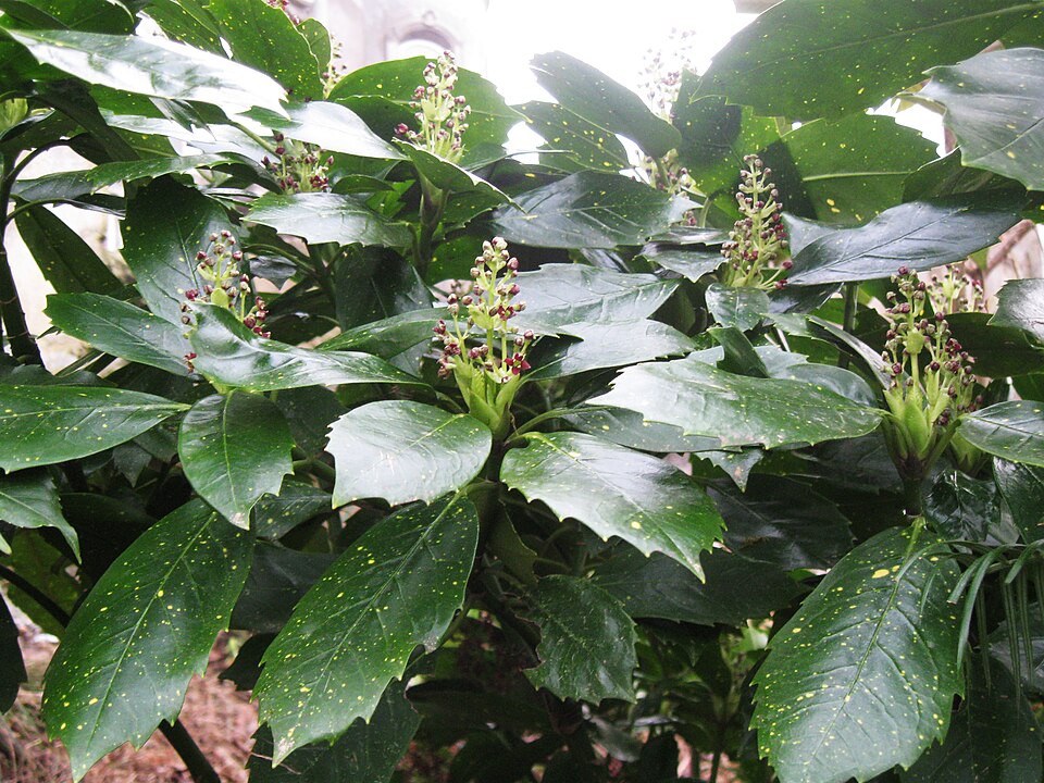 Aucuba japonica (Japanese aucuba) (alternate view 11)