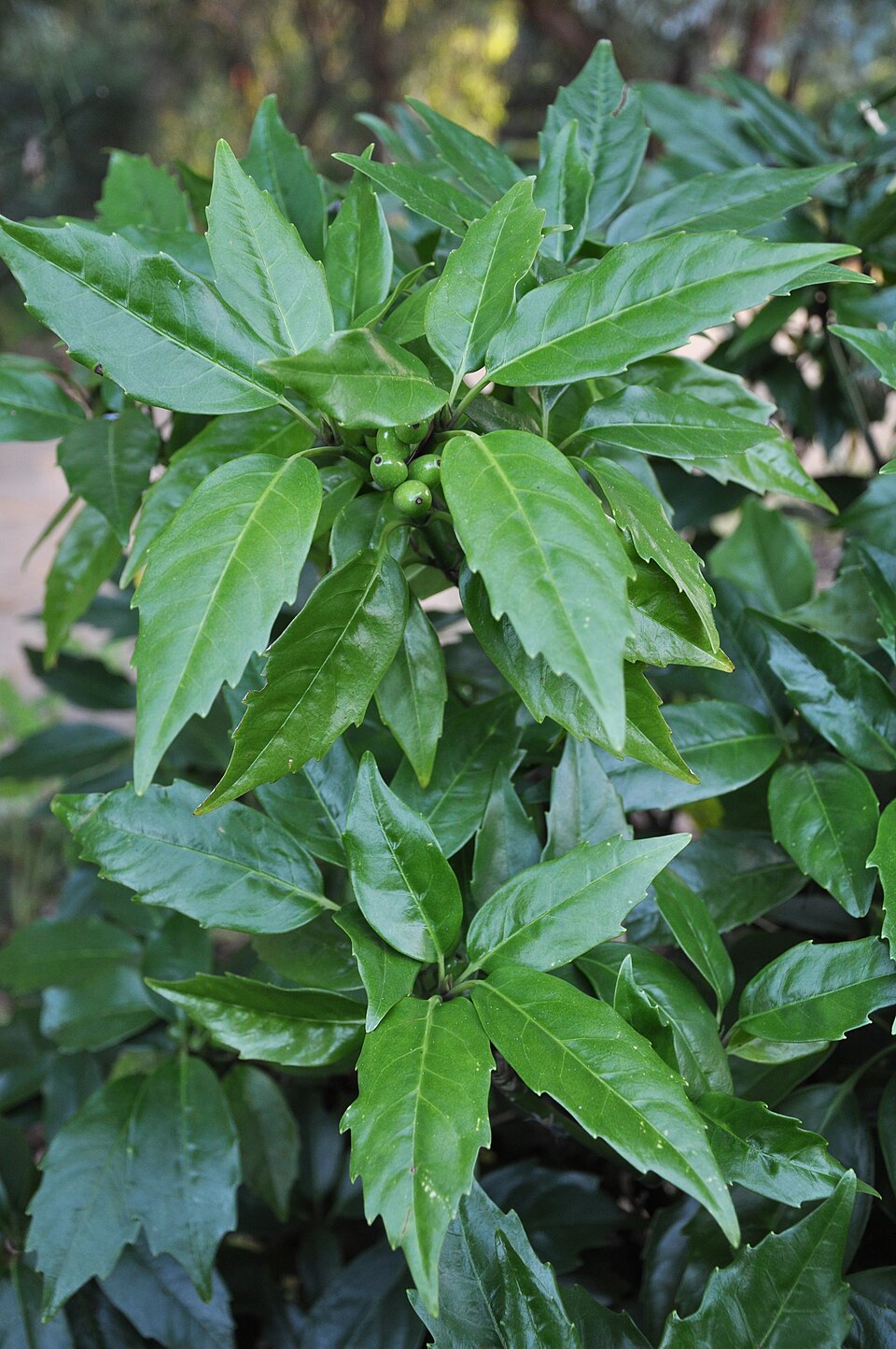 Aucuba japonica (Japanese aucuba) (alternate view 12)