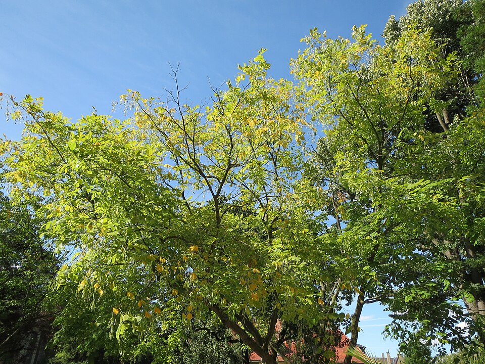 Cladrastis kentukea (American Yellowwood) (alternate view 8)