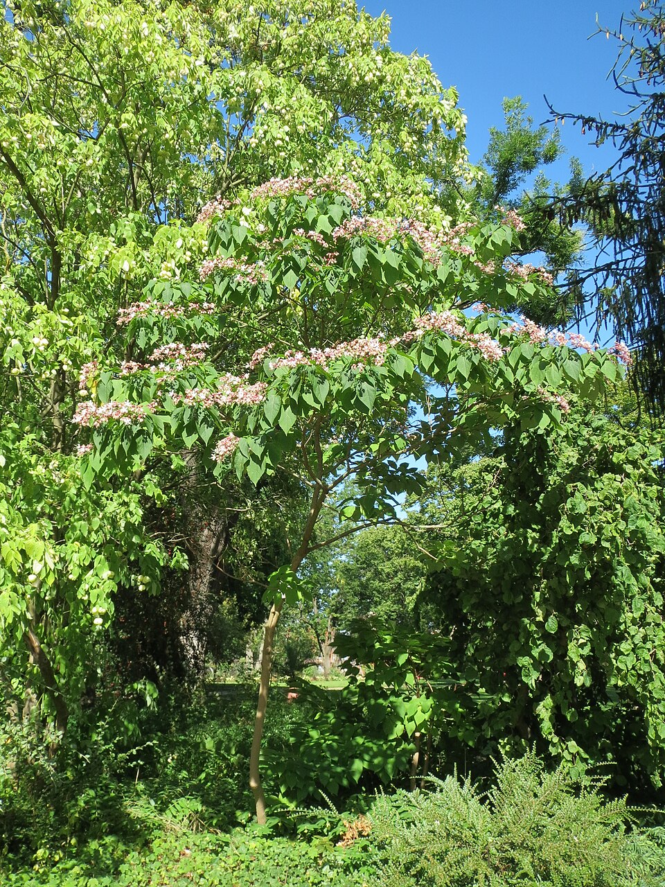 Clerodendrum trichotomum (harlequin glorybower) (alternate view 9)