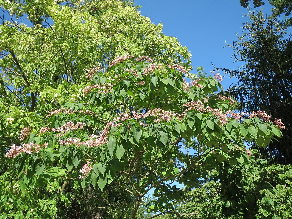 Clerodendrum trichotomum (harlequin glorybower) (alternate view 10)