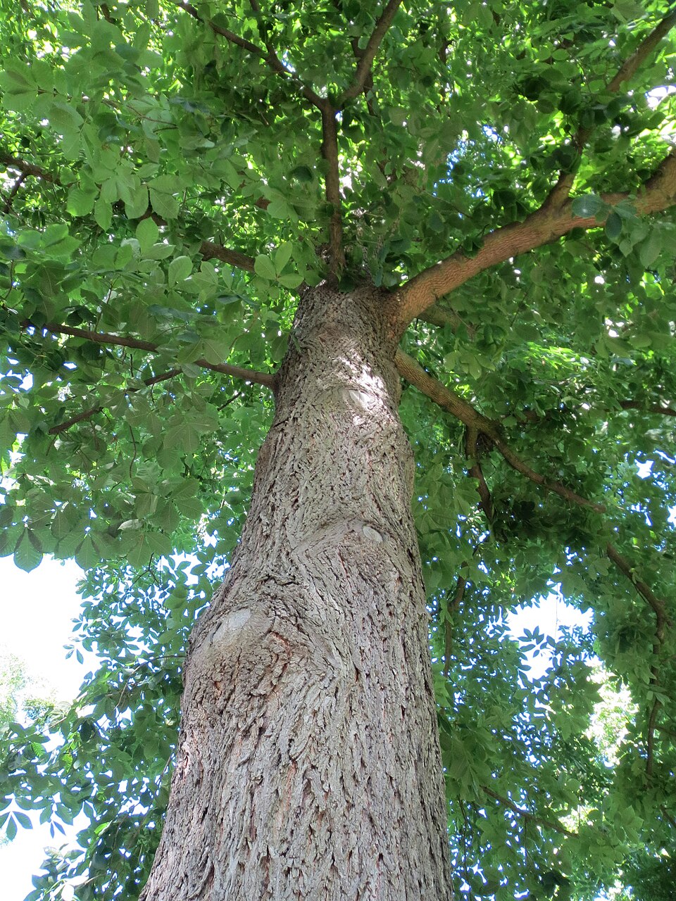 Carya cordiformis (bitternut hickory)