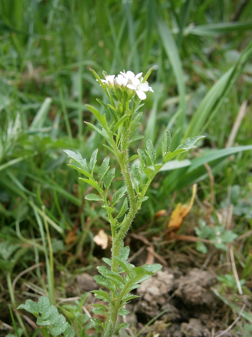 Cardamine flexuosa (wavy bittercress)