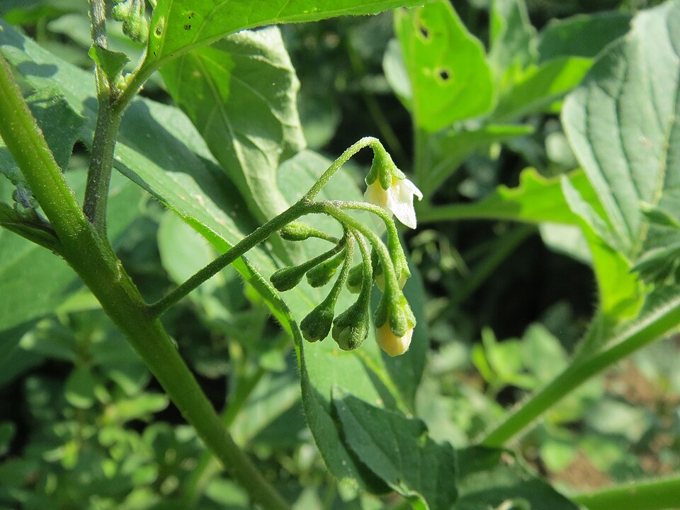 Solanum nigrum (black nightshade) (alternate view 6)