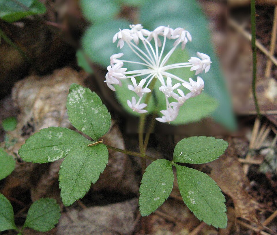 Panax trifolius (dwarf ginseng) (alternate view 10)