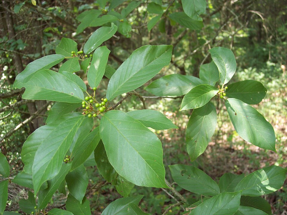 Frangula caroliniana (Carolina buckthorn) (alternate view 9)