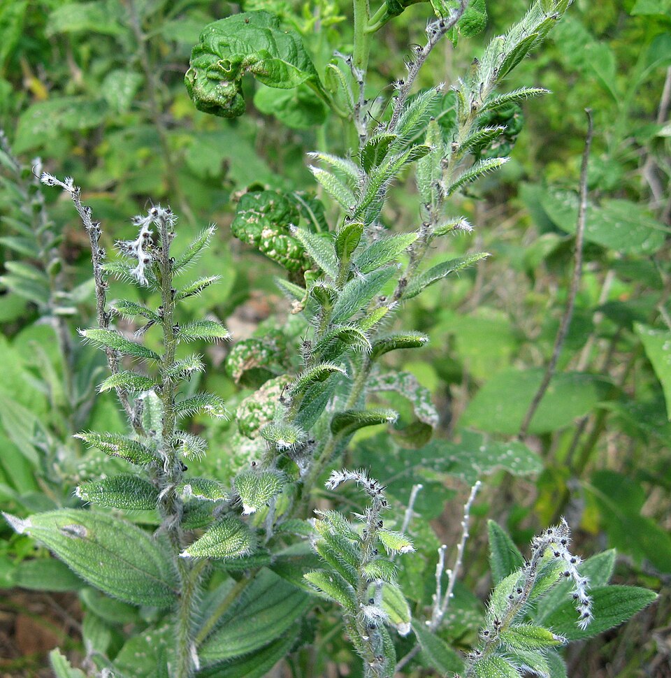 Lithospermum caroliniense (hairy puccoon) (alternate view 8)
