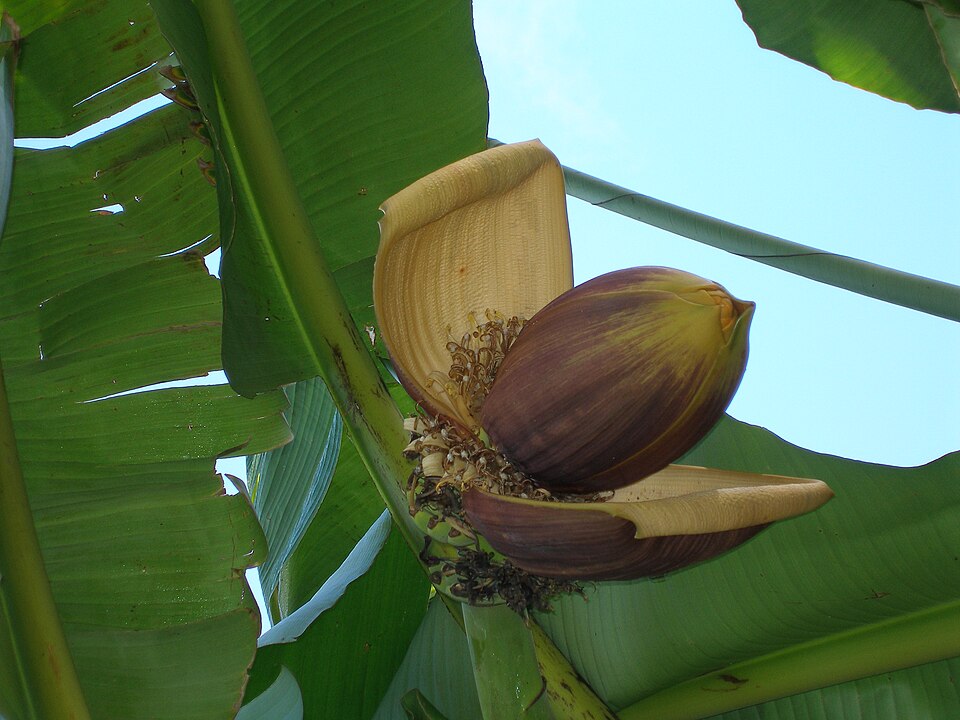Musa basjoo (Hardy Banana) (alternate view 6)