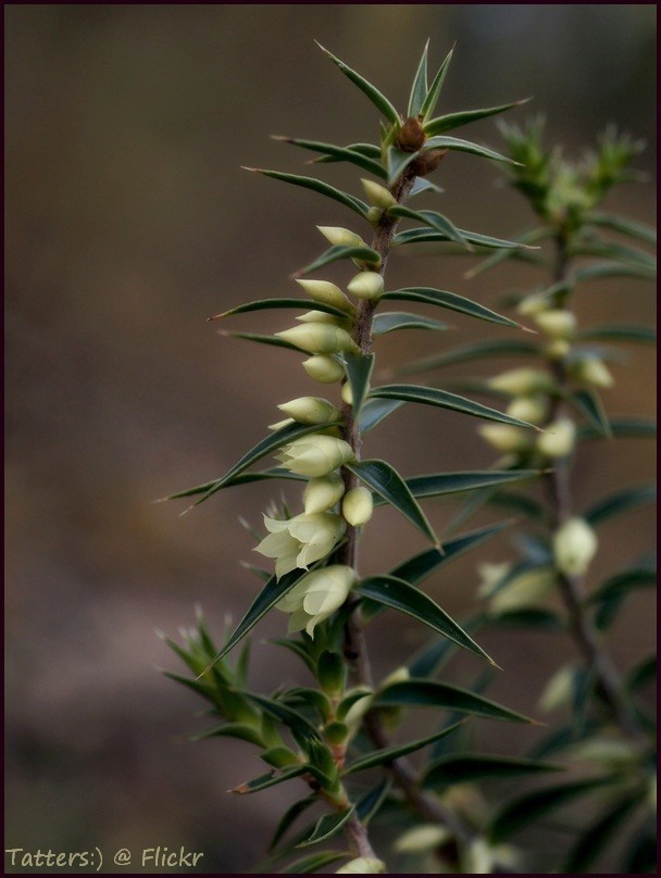 Melichrus urceolatus (urn heath) (alternate view 2)
