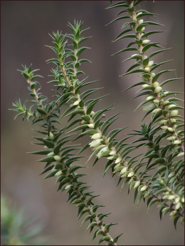 Melichrus urceolatus (urn heath) (alternate view 3)